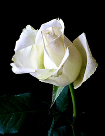 Louise Rathgeber Obituary