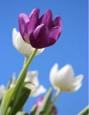 Phyllis McFaddin Obituary