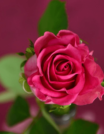 Caroline Coghill Obituary