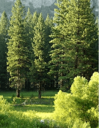 Arnold Frank Repsch Obituary